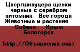 Цвергшнауцера щенки черные с серебром питомник - Все города Животные и растения » Собаки   . Крым,Белогорск